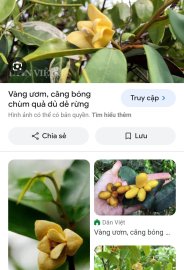 Cây dủ dẻ núi
