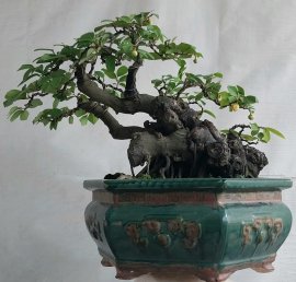 Cây dủ dẻ núi