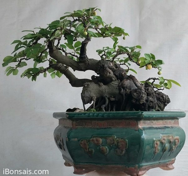 Cây dủ dẻ núi