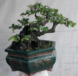 Cây dủ dẻ núi