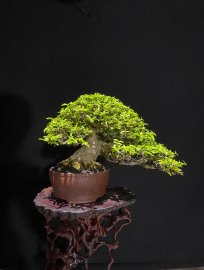 Water jasmine bonsai tree