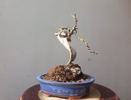Em là Sam Ngọc...