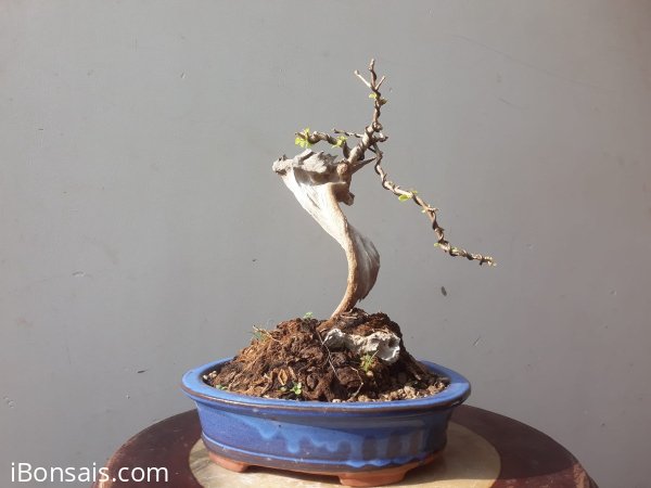 Em là Sam Ngọc...