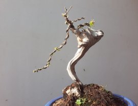 Em là Sam Ngọc...