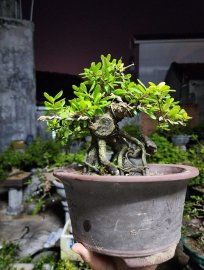 Hải châu sông cầu lá nhỏ hàng đảo lũa thép đẹp giao lưu