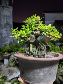 Hải châu sông cầu lá nhỏ hàng đảo lũa thép đẹp giao lưu