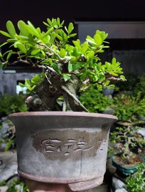 Hải châu sông cầu lá nhỏ hàng đảo lũa thép đẹp giao lưu
