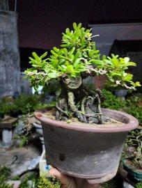Hải châu sông cầu lá nhỏ hàng đảo lũa thép đẹp giao lưu