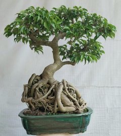 Sanh quê