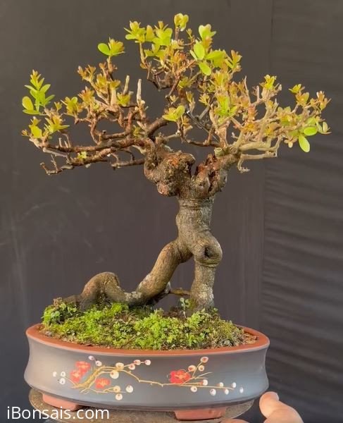 Sông cầu rể quái lúc nào củng là chân ái