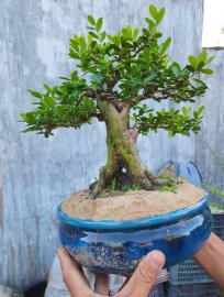 Hải châu sông cầu lá nhỏ cốt trực mịn tàn đẹp gl
