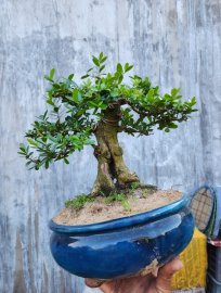 Hải châu sông cầu lá nhỏ cốt trực mịn tàn đẹp gl