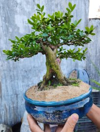 Hải châu sông cầu lá nhỏ cốt trực mịn tàn đẹp gl