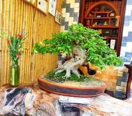 Bé Thuỷ nhập tịch USA