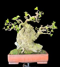 Vách lộc vừng lá nhỏ khai thác