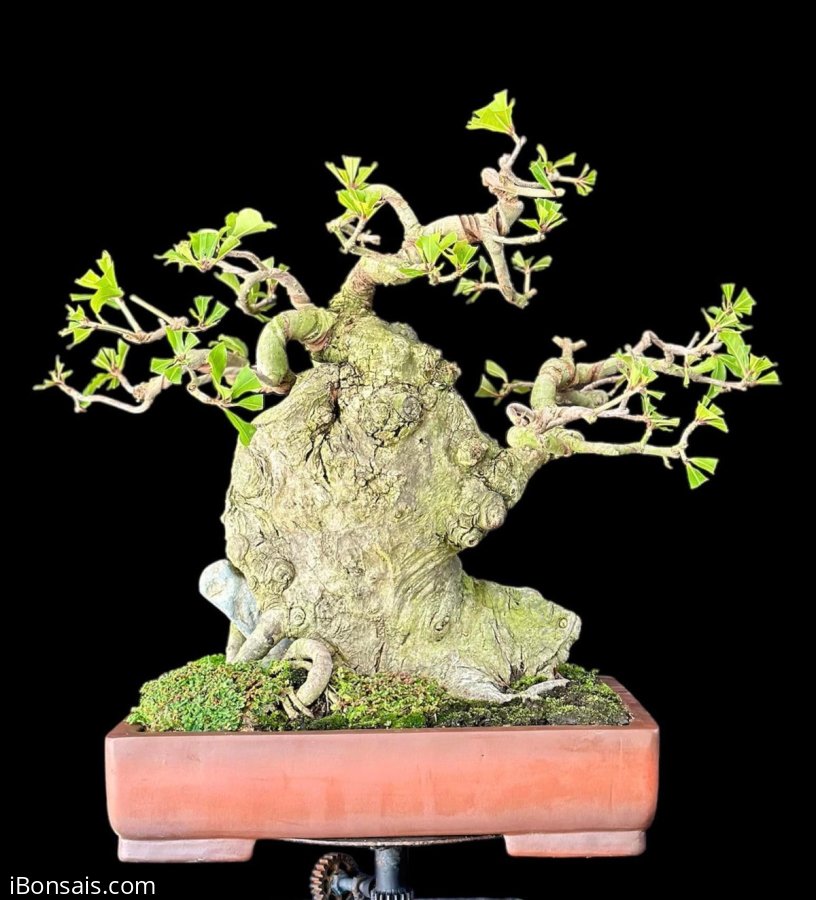 Vách lộc vừng lá nhỏ khai thác
