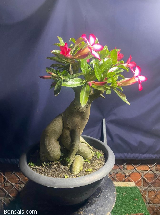 Bác nào ở Đà Nẵng ghé bê về cho vợ ngắm!