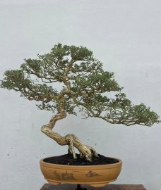 Nàng linh chân dài, hàng khai thác zin chờ đại gia