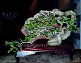 Thuỷ quai sắc quái