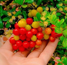 Hải Châu sông cầu đế quái ạ
