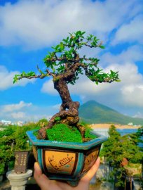 Hải Châu sông cầu đế quái ạ