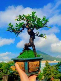 Hải Châu sông cầu đế quái ạ