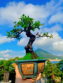 Hải Châu sông cầu đế quái ạ