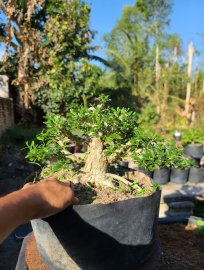 Linh sam sông hinh lá nhỏ....gl anh em 900k