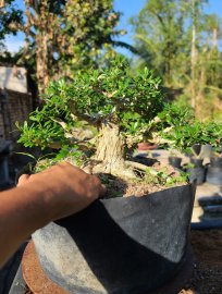 Linh sam sông hinh lá nhỏ....gl anh em 900k