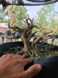 Linh Sam trắng phơt hồng rin 100%