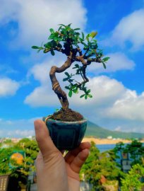 Nhỏ già và rất duyên ạ,cây này năm trước trái rất to ạ