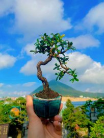 Nhỏ già và rất duyên ạ,cây này năm trước trái rất to ạ