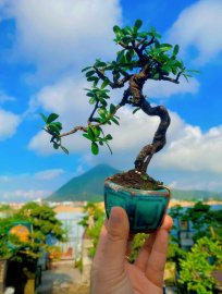 Nhỏ già và rất duyên ạ,cây này năm trước trái rất to ạ