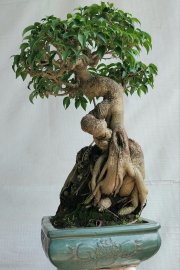 Sanh quê mini lá nhỏ Bình Định