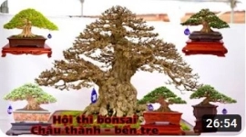 Hội thi cây cảnh bonsai bến tre