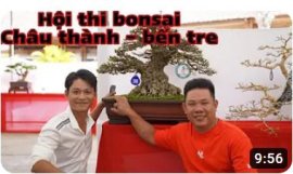 HỘI THI BONSAI CHÂU THÀNH BẾN TRE