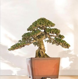 Antidesma acidum tree