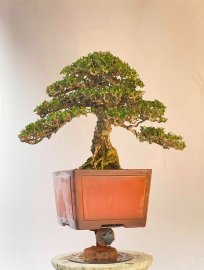 Antidesma acidum tree
