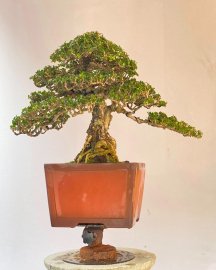 Antidesma acidum tree