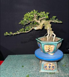 Antidesma acidum tree