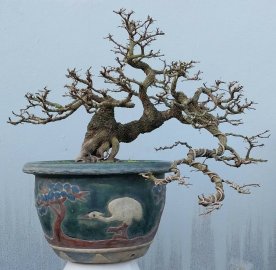 Tamarind tree