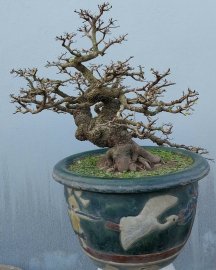 Tamarind tree