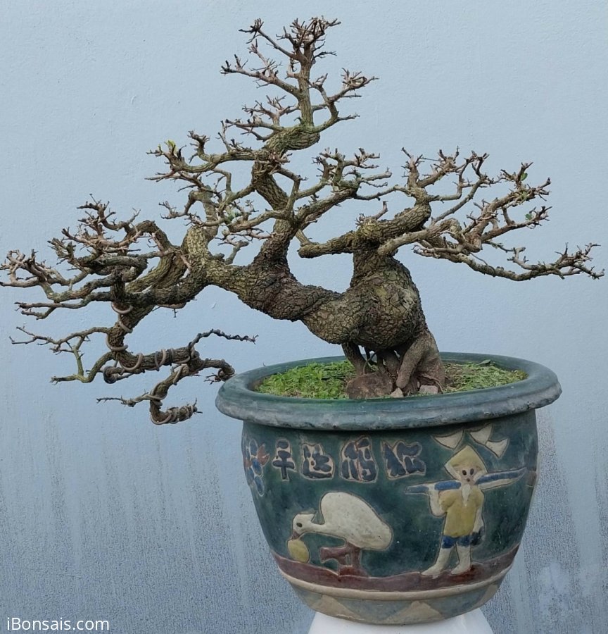 Tamarind tree