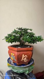 Desmodium unifoliatum mini tree