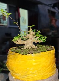 Mai chiếu thủy mini