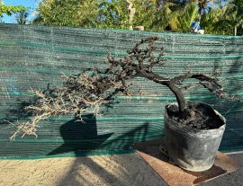 Cẩm thị thiên nhiên