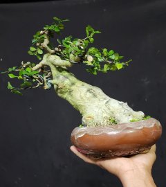 Streblus asper Lour tree