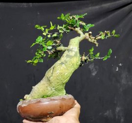 Streblus asper Lour tree