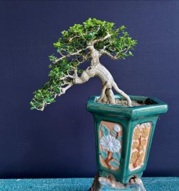 Premna mature tree