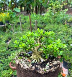 Nghe đồn Linh sam giờ lại hót rồi thì phải